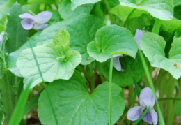 Viola mirabilis