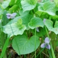 20090430_hemmenthal_SH_viola_mirabilis_.jpg