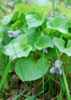 Viola mirabilis