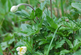 Anemone sylvestris