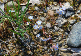 Myosotis rehsteineri