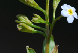 Myosotis rehsteineri