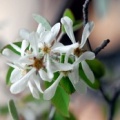 20090508_mervelier_amelanchier_ovalis.jpg