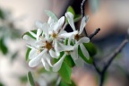 Amelanchier ovalis, Amélanchier