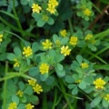 20090512_moutier_la-dozerce_trifolium_dubium.jpg