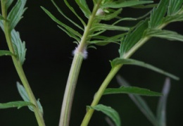 Valeriana pratensis