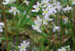 Hottonia palustris 