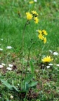 Crepis praemorsa, Crépide rongée