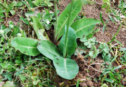 Crepis praemorsa, Crépide rongée