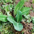 20090513_soyheres_la-reselle_crepis_praemorsa_02.jpg