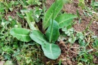 Crepis praemorsa, Crépide rongée