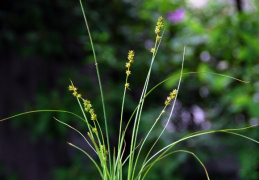 Carex guestphalica