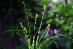 Carex guestphalica