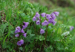 Soldanella alpina