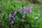 Soldanella alpina