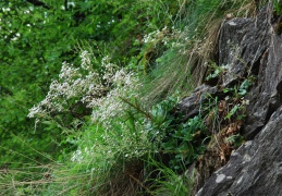 Saxifraga cotyledon 