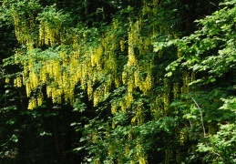 Laburnum alpinum