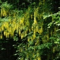 20090518_meride-foret_laburnum_alpinum.jpg