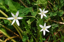 Ornithogalum gussone 