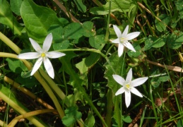 Ornithogalum gussone 