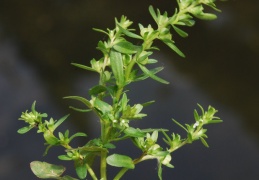 Polycarpon tetraphyllum