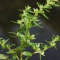 20090519_locarno-paves_polycarpon_tetraphyllum_.jpg