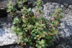 Parietaria judaica 