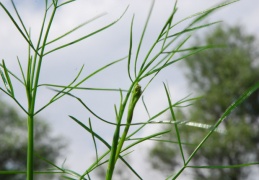 Oenanthe peucedanifolia
