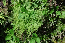 Adiantum capillus-veneris 