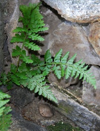 Asplenium billotii