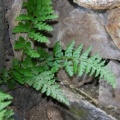 20090520_brissago_ti_aspleniumbillotii_.jpg