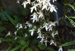 Saxifraga stolonifera