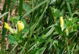 Chamaecytisus supinus