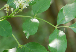 Fraxinus ornus