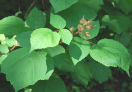 Rubus phoenicolasius