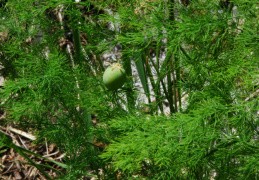 Asparagus tenuifolius