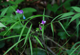 Lathyrus vernus subsp. gracilis