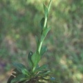 20090523_bosco-gurin_thlaspi_virens-02_.jpg