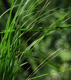 Carex fritschii 