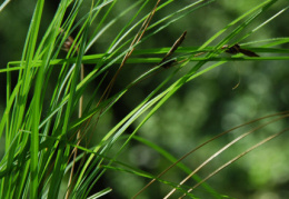 Carex fritschii 