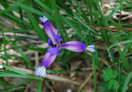 Iris graminea 