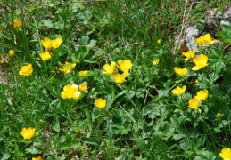 Ranunculus montanus