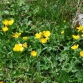 20090528_bretaye_ranunculus_montana_.jpg
