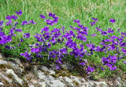 Viola calcarata