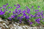 Viola calcarata