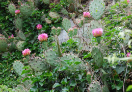 Opuntia imbricata