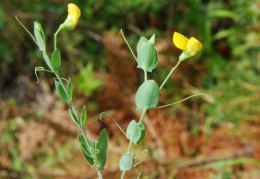 Lathyrus aphaca 