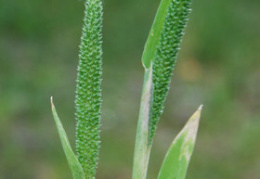 Phleum paniculatum