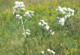 Galium boreale