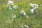 Galium boreale